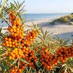 Sanddornpflanze mit Früchten hell orange leuchtend
